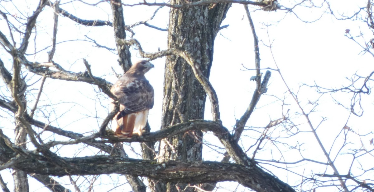 Red-tailed Hawk - ML646745045