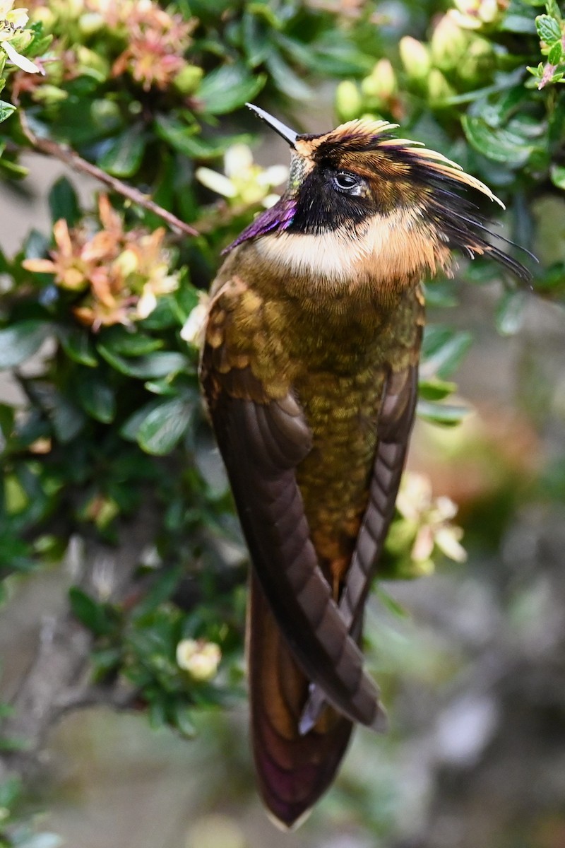 Buffy Helmetcrest - ML646745046