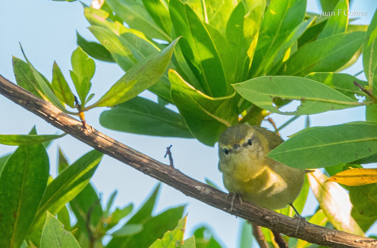Tennessee Warbler - ML646745047