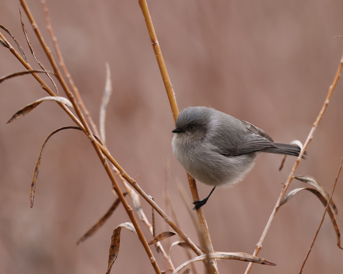 Orite buissonnière - ML646745048