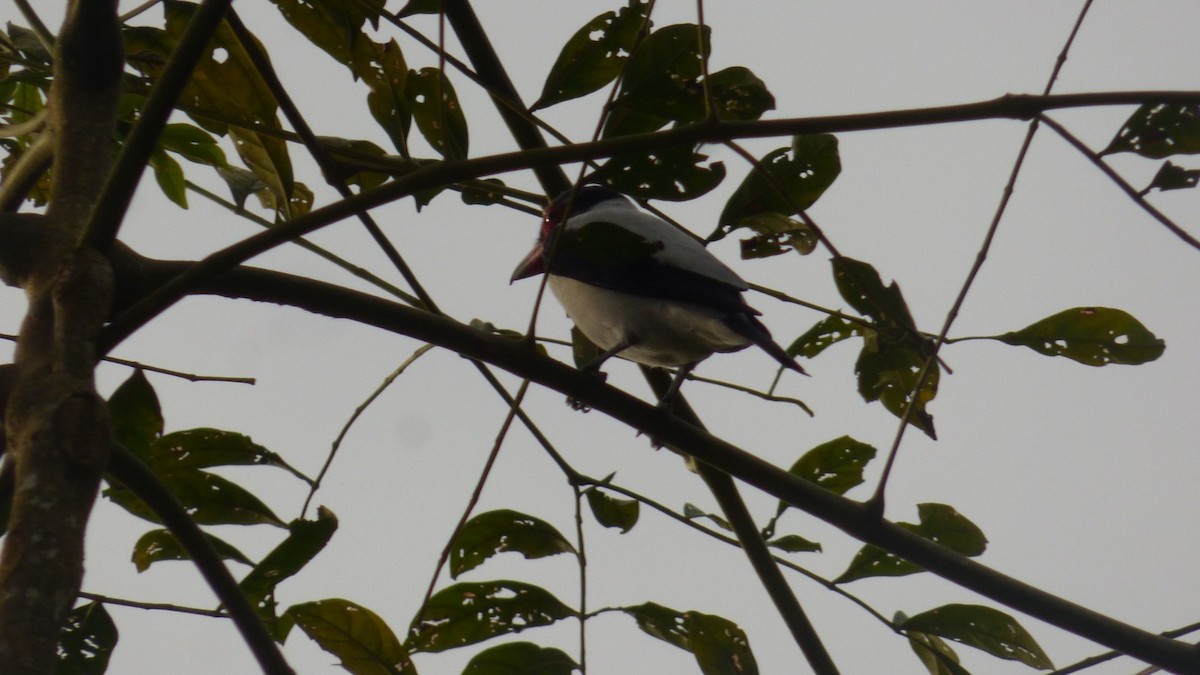 Black-tailed Tityra - ML646745049