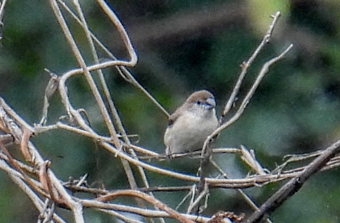Indian Silverbill - ML646745052