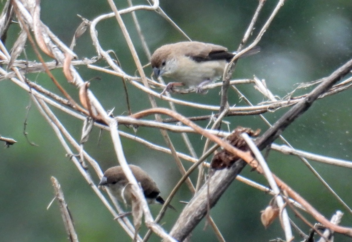 Indian Silverbill - ML646745053