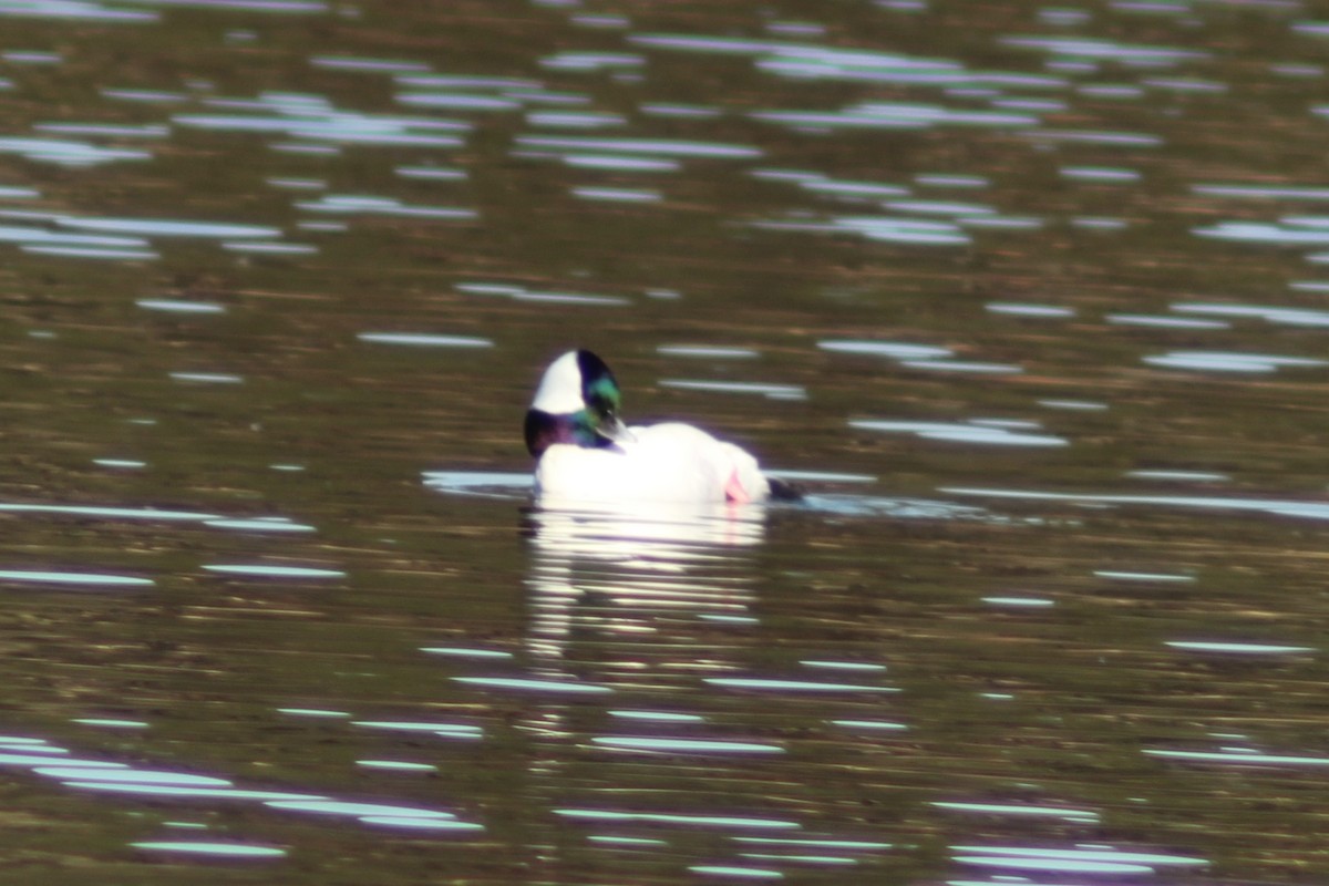 bøffeland - ML646745054