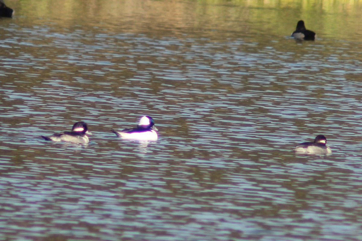 bøffeland - ML646745055