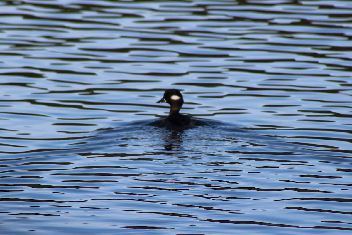 bøffeland - ML646745056