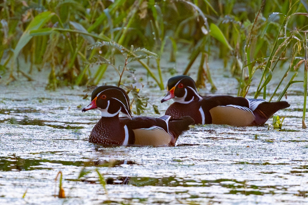 Canard branchu - ML646745057