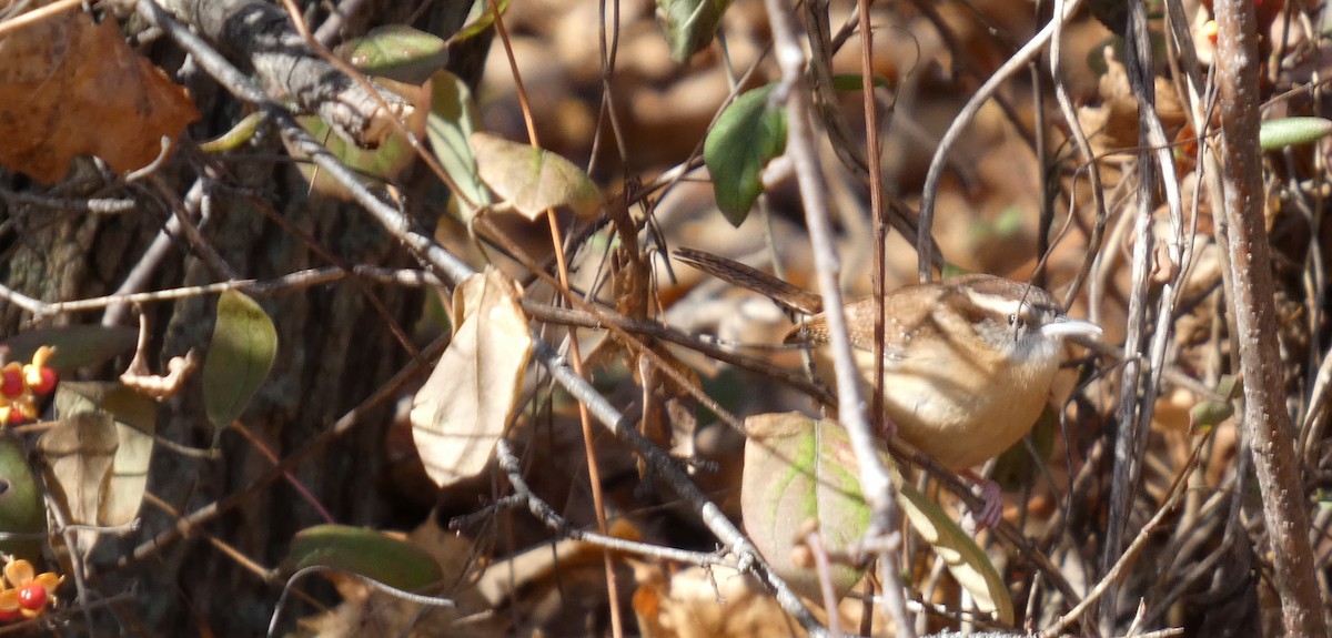Carolina Wren - ML646745060