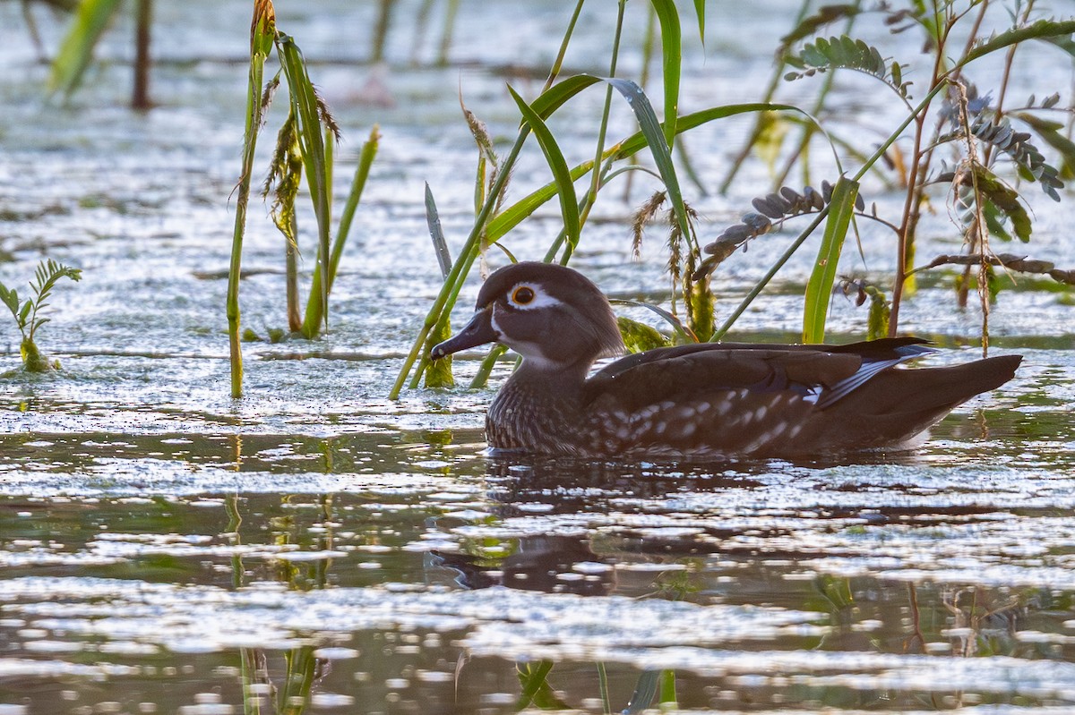 Canard branchu - ML646745064