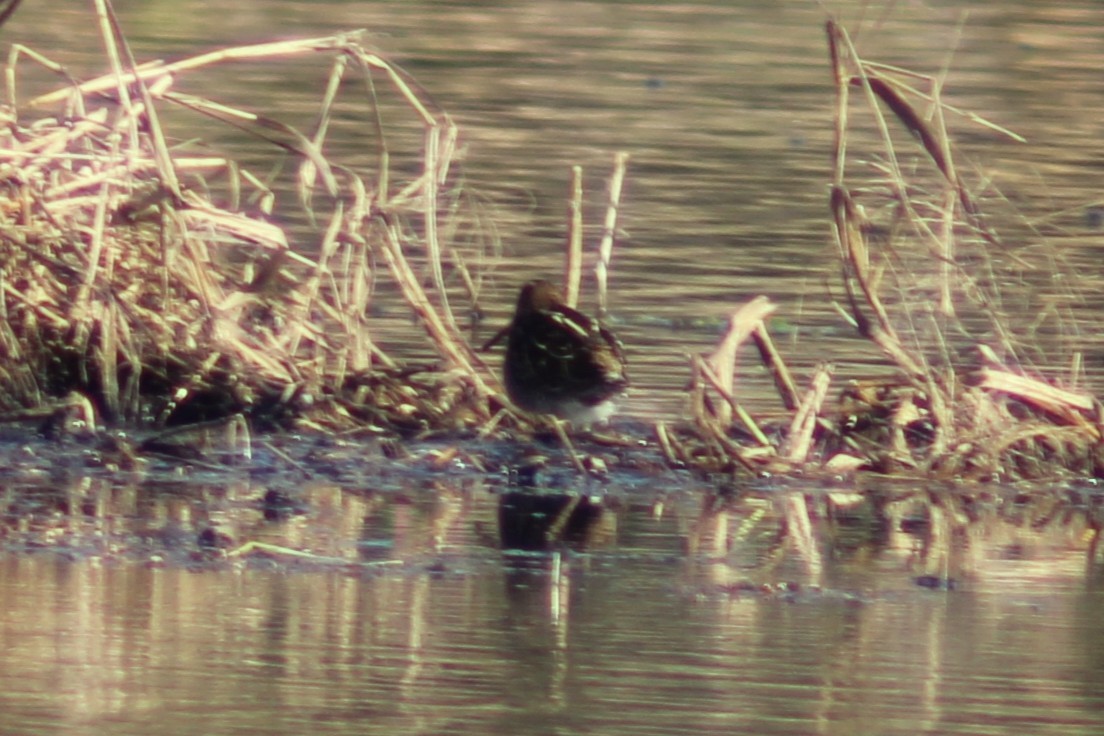 kanadabekkasin - ML646745065