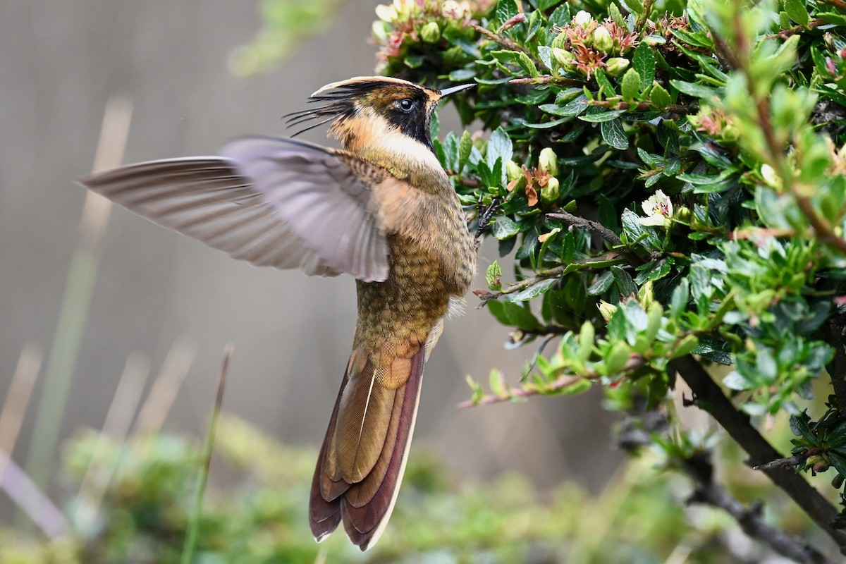 Buffy Helmetcrest - ML646745069