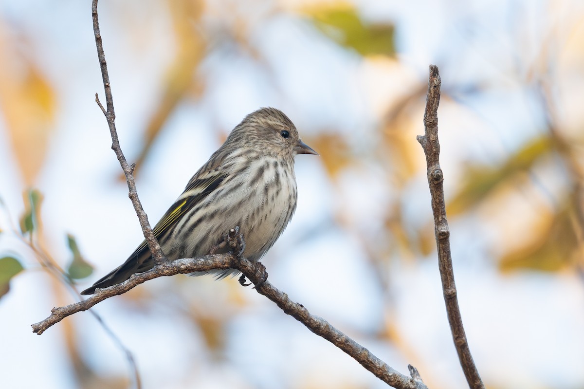 Jilguero de Los Pinos - ML646745071