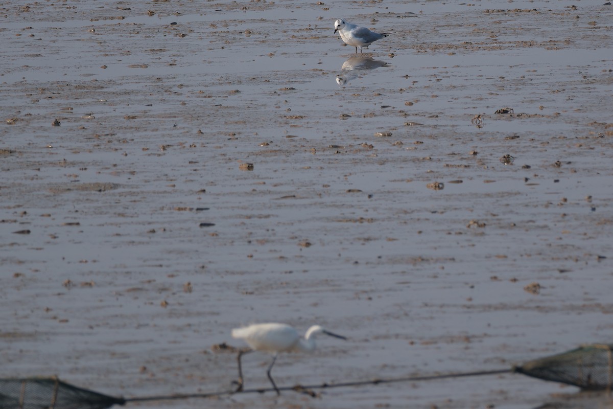 Saunders Martısı - ML646745074