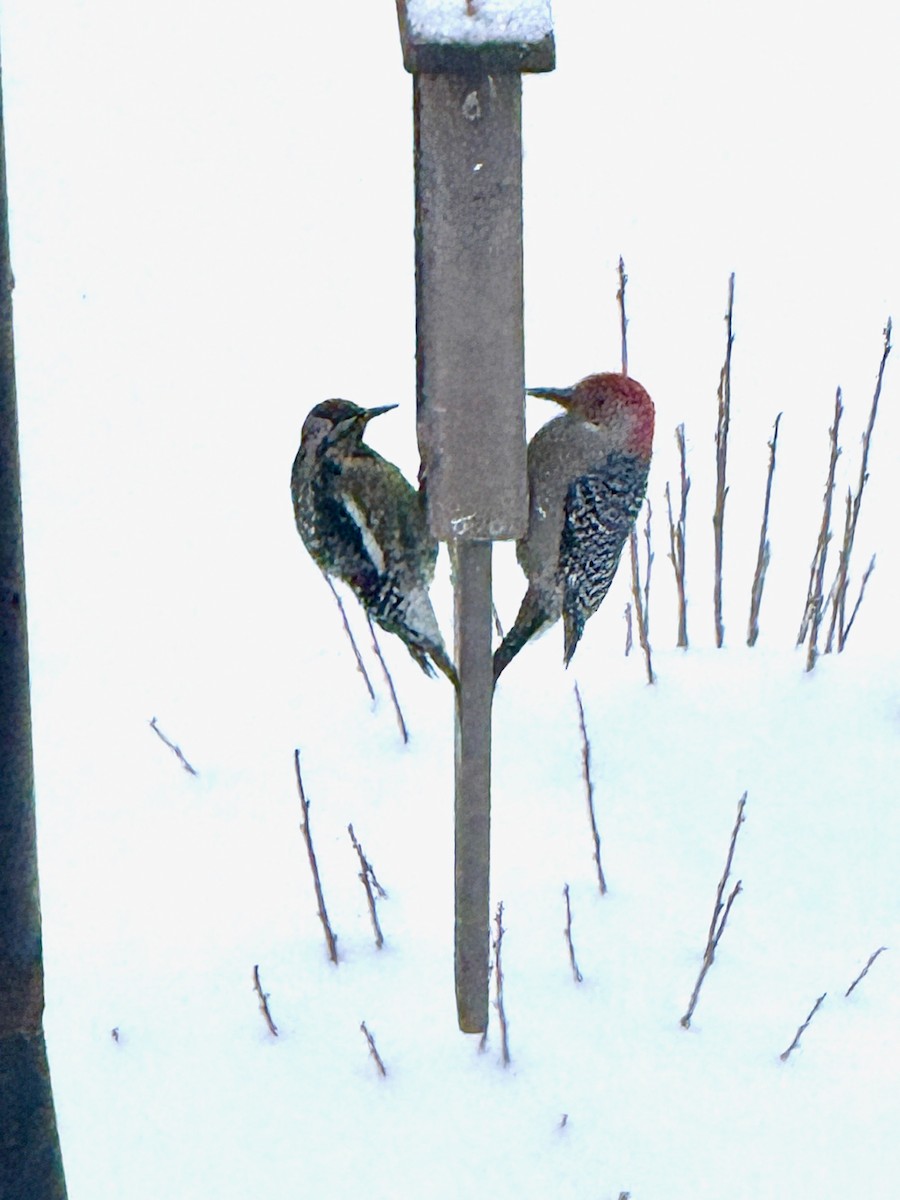 Yellow-bellied Sapsucker - ML646745075