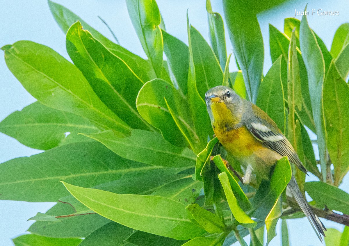 Northern Parula - ML646745077