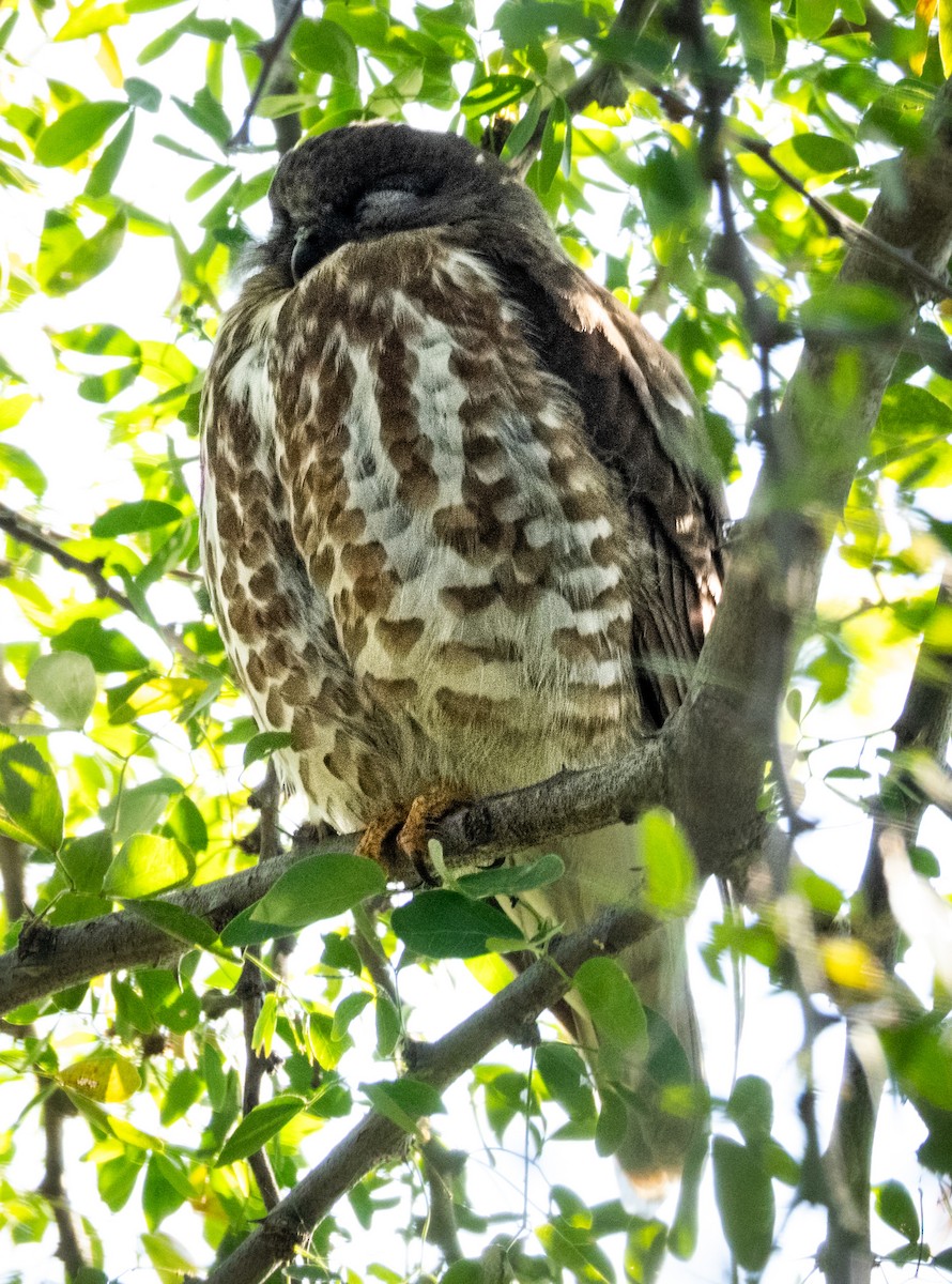 Бурая иглоногая сова - ML646745078