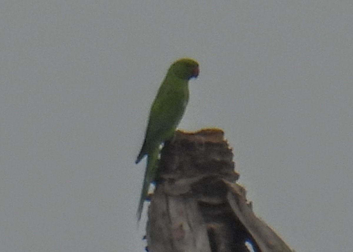 Rose-ringed Parakeet - ML646745079