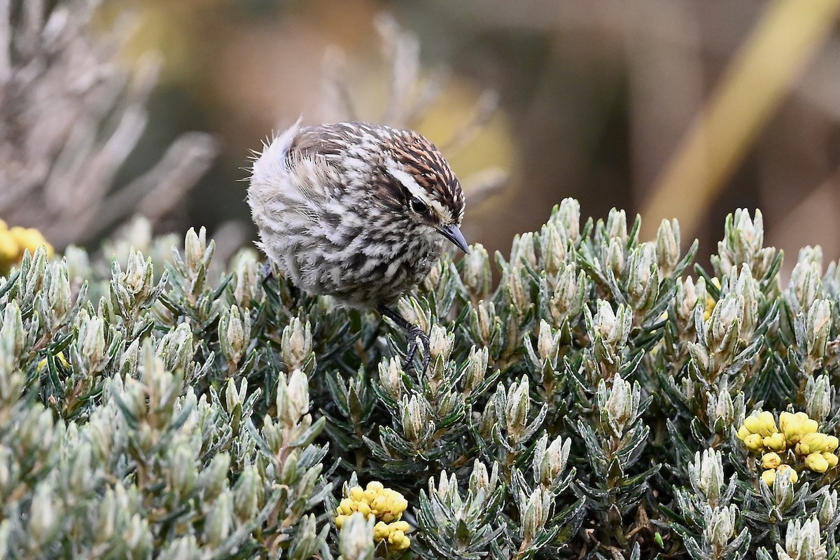 Andean Tit-Spinetail - ML646745080