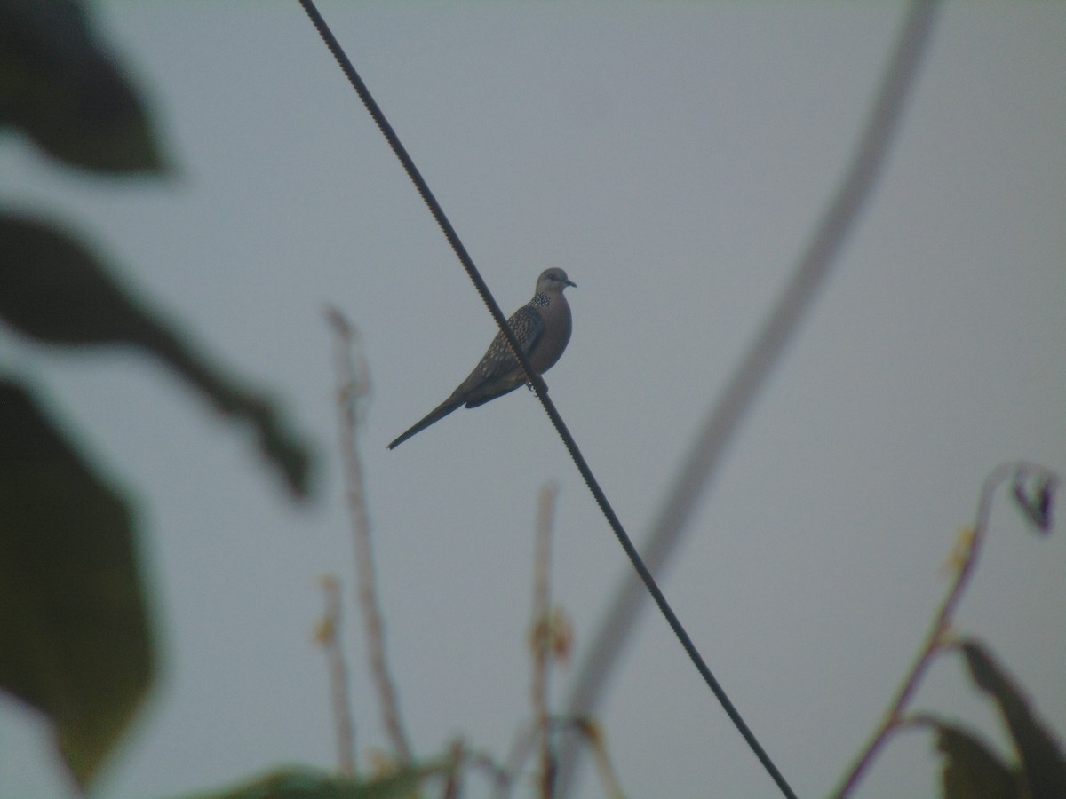 Spotted Dove - ML646745081
