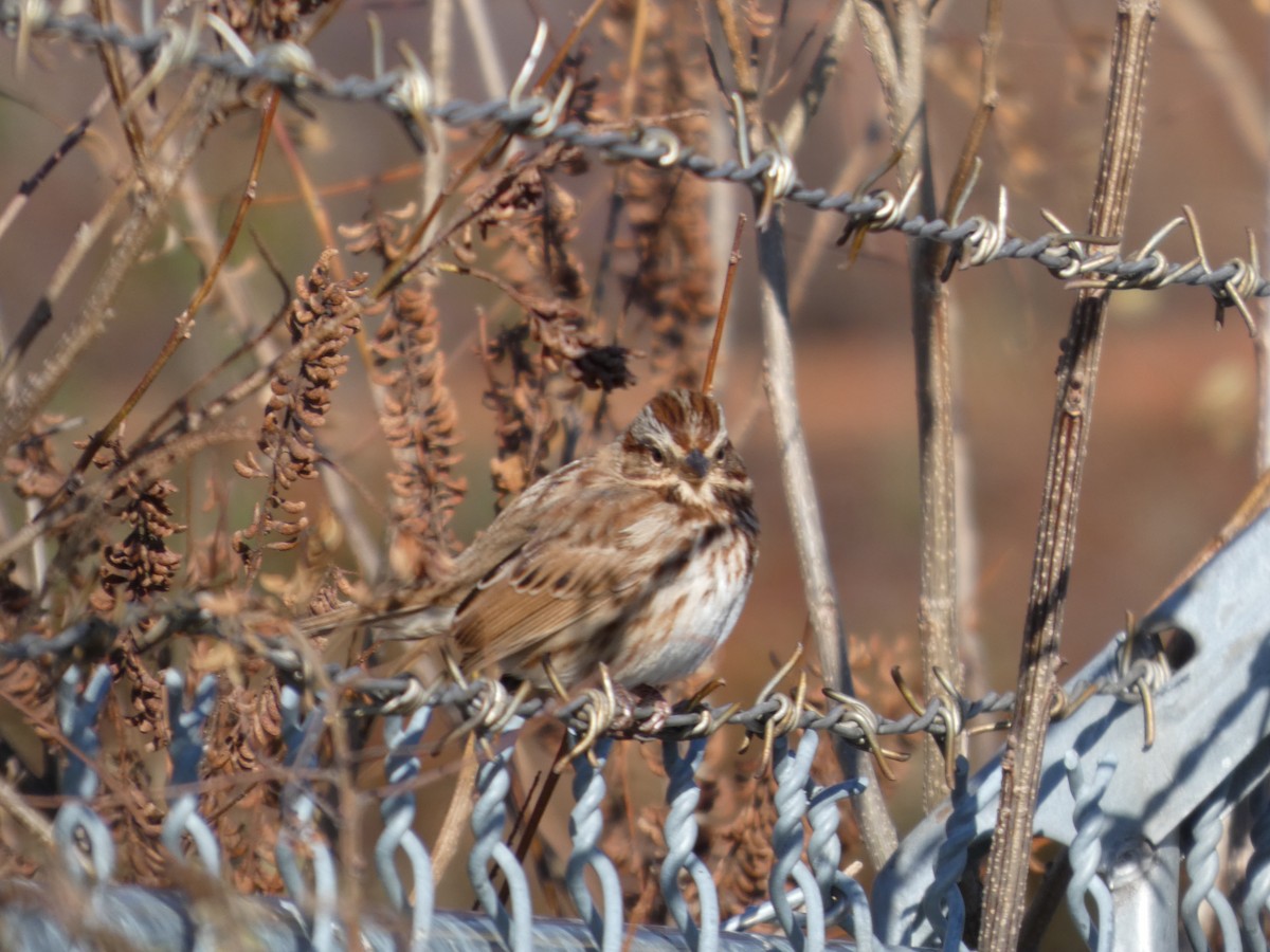 גיבתונית רוננת - ML646745082