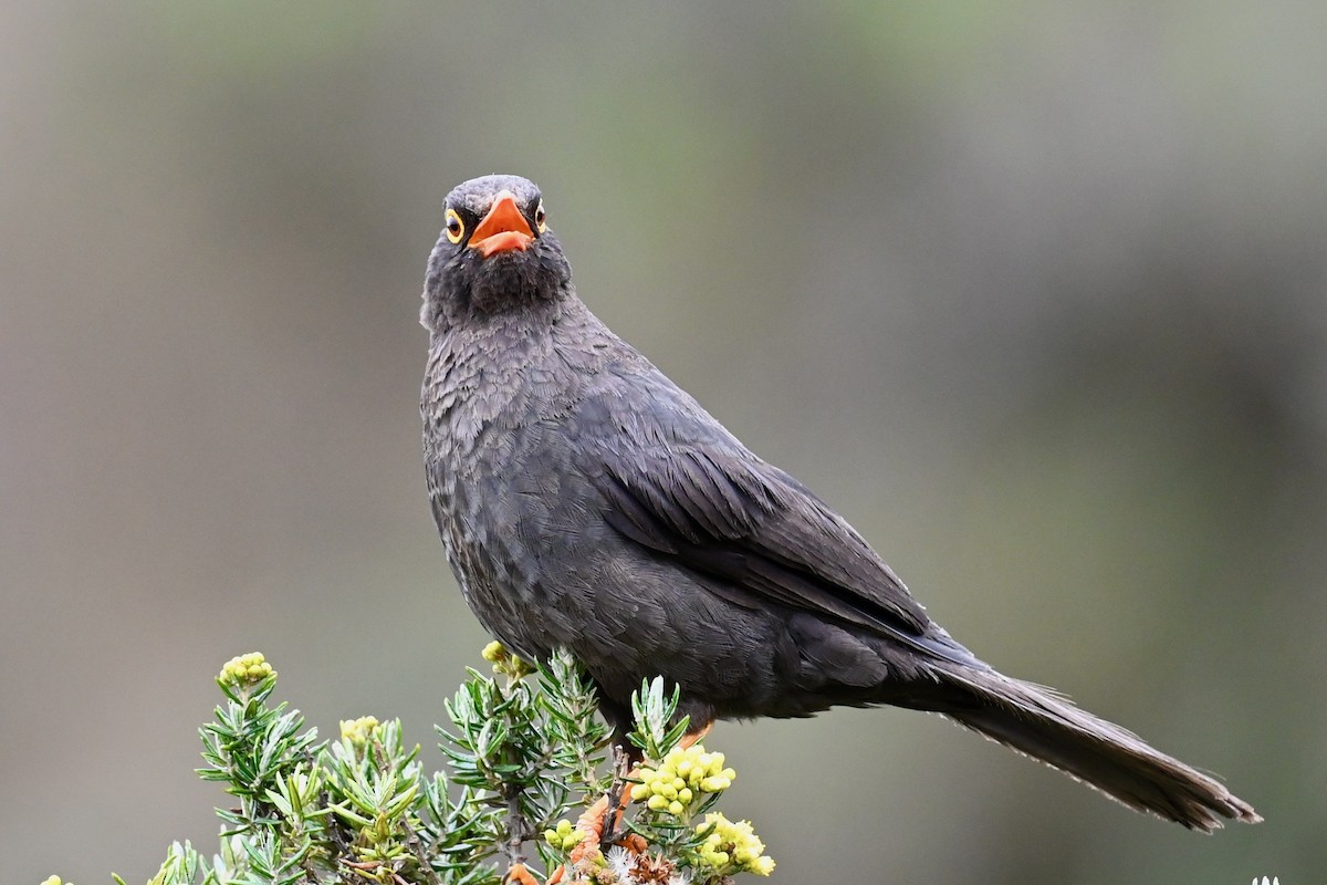 Great Thrush - ML646745095