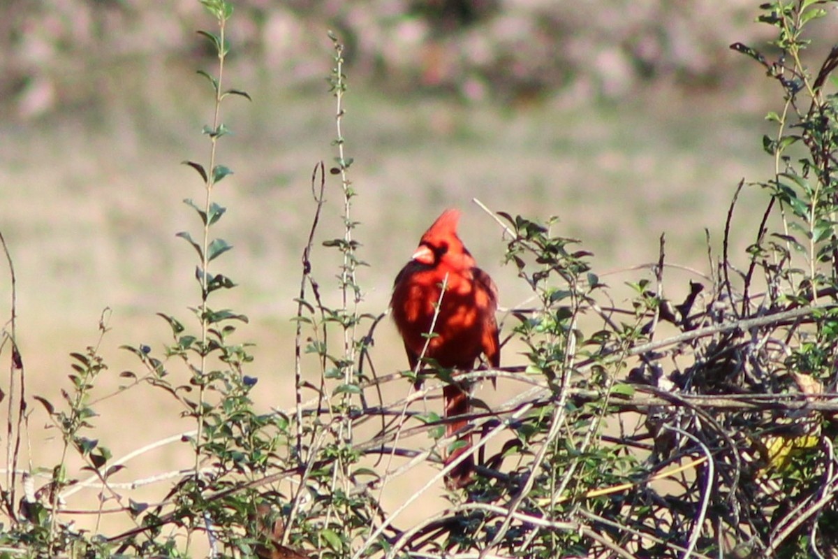 rødkardinal - ML646745096