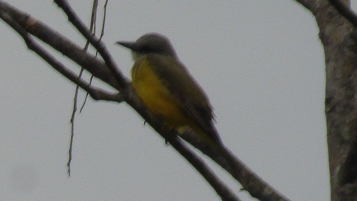 Social Flycatcher - ML646745097