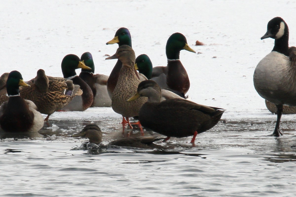 American Black Duck - ML646745101