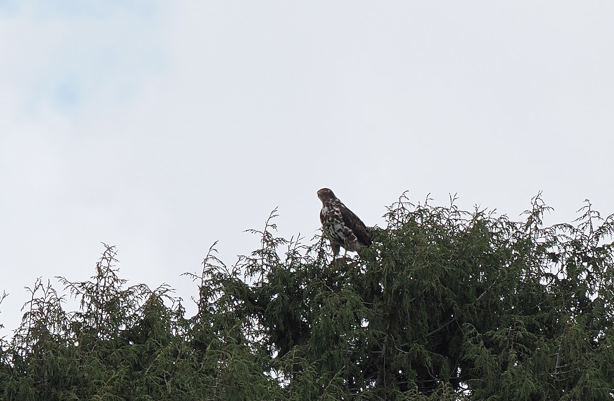 Mountain Buzzard - ML646745105