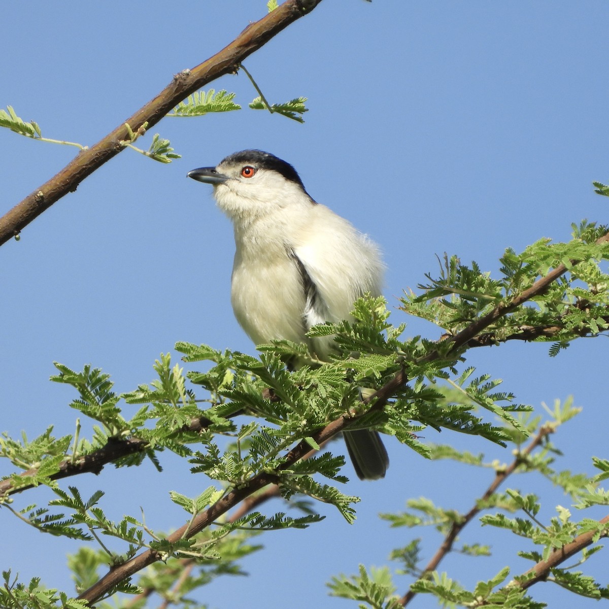 Black-backed Puffback - ML646745106