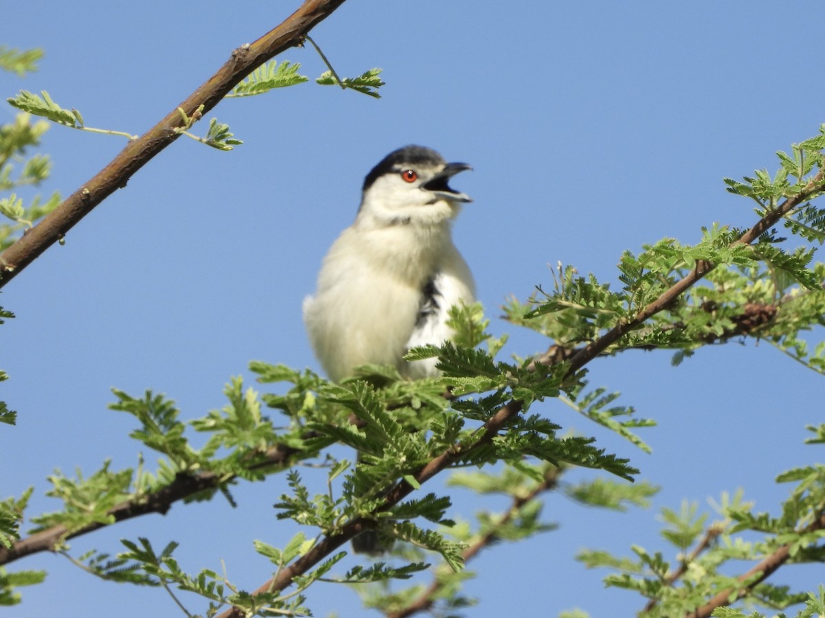 Black-backed Puffback - ML646745107