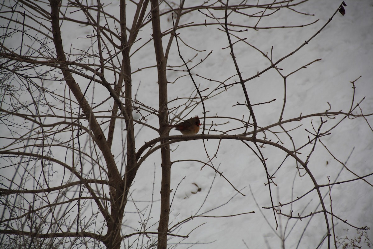 Northern Cardinal - ML646745109