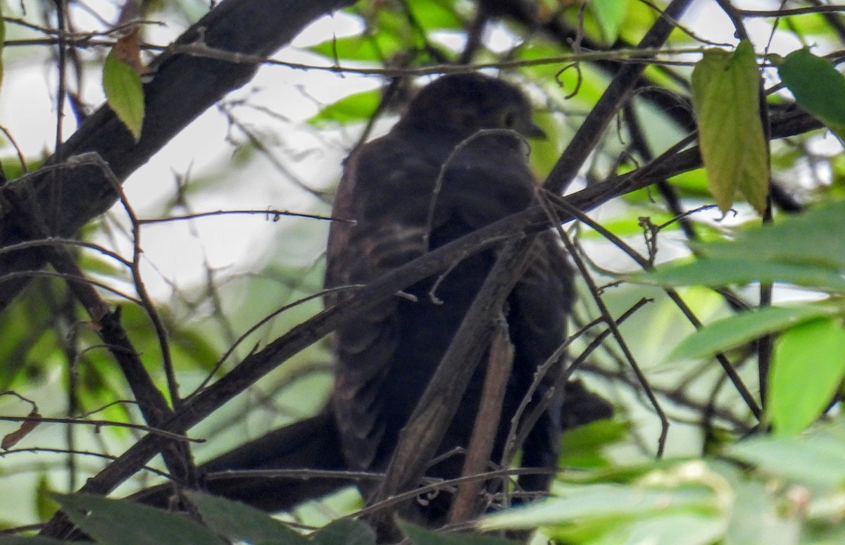 Large Hawk-Cuckoo - ML646745111
