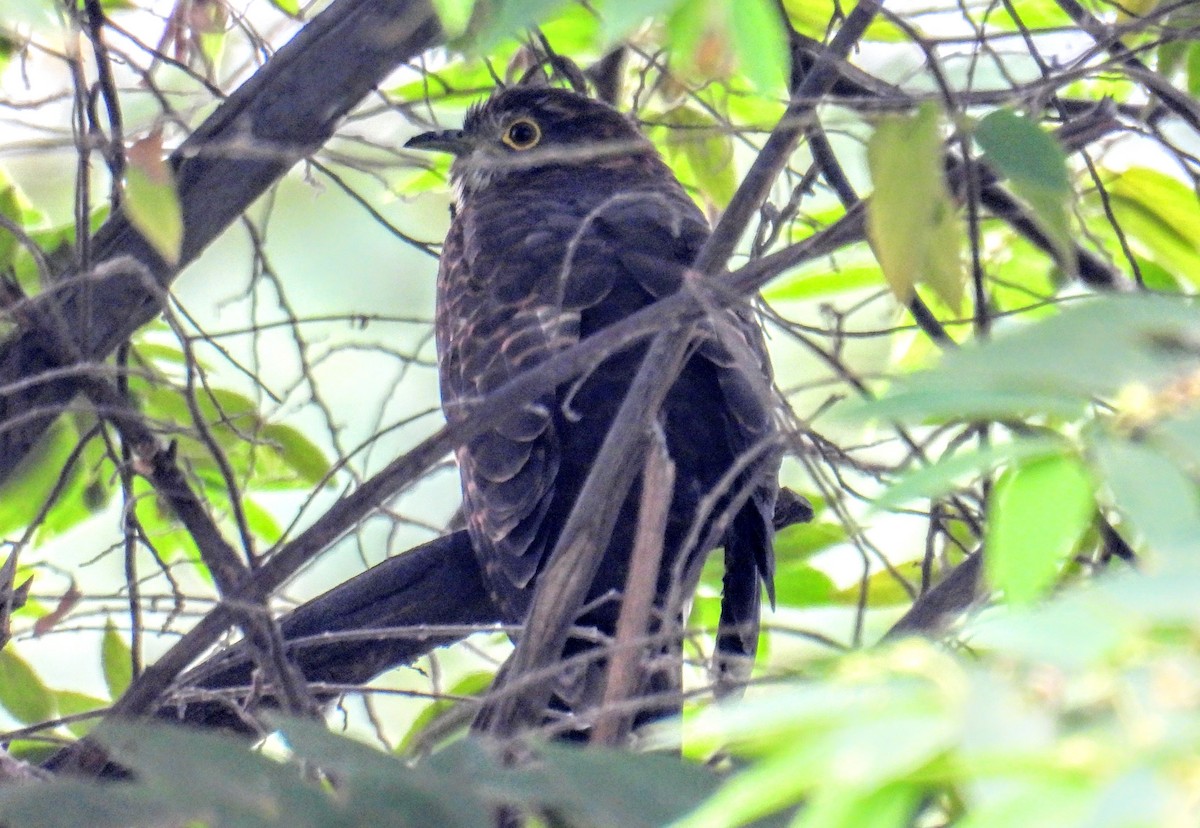Large Hawk-Cuckoo - ML646745112
