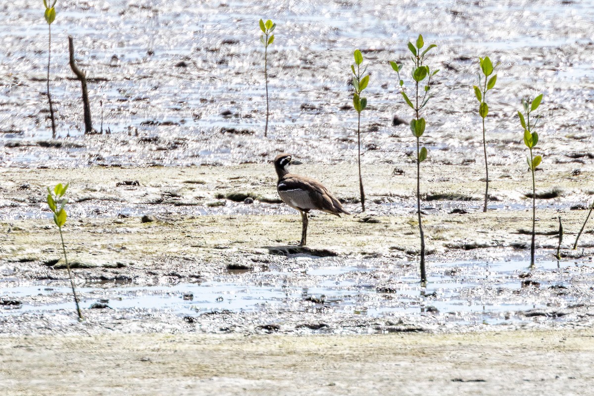 Beach Thick-knee - ML646745113