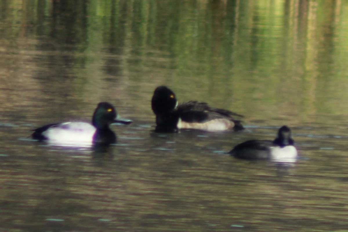 purpurhodeand - ML646745118