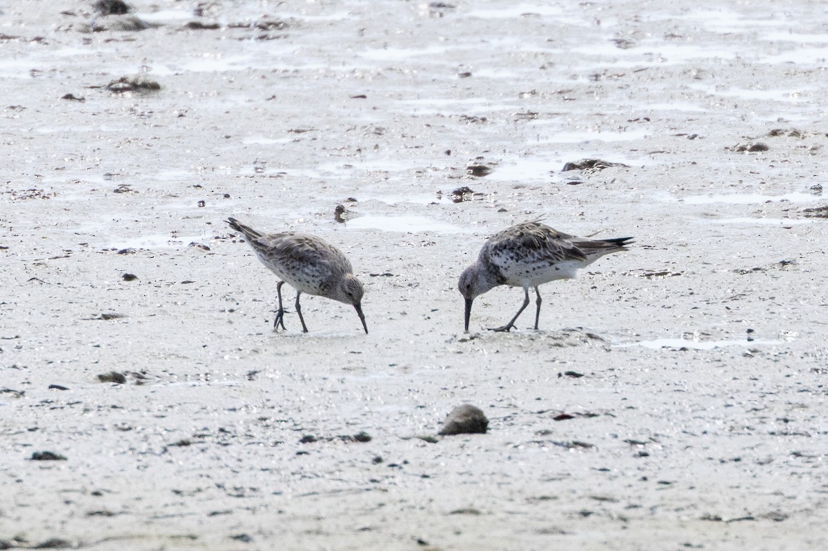 Txirri handia - ML646745120