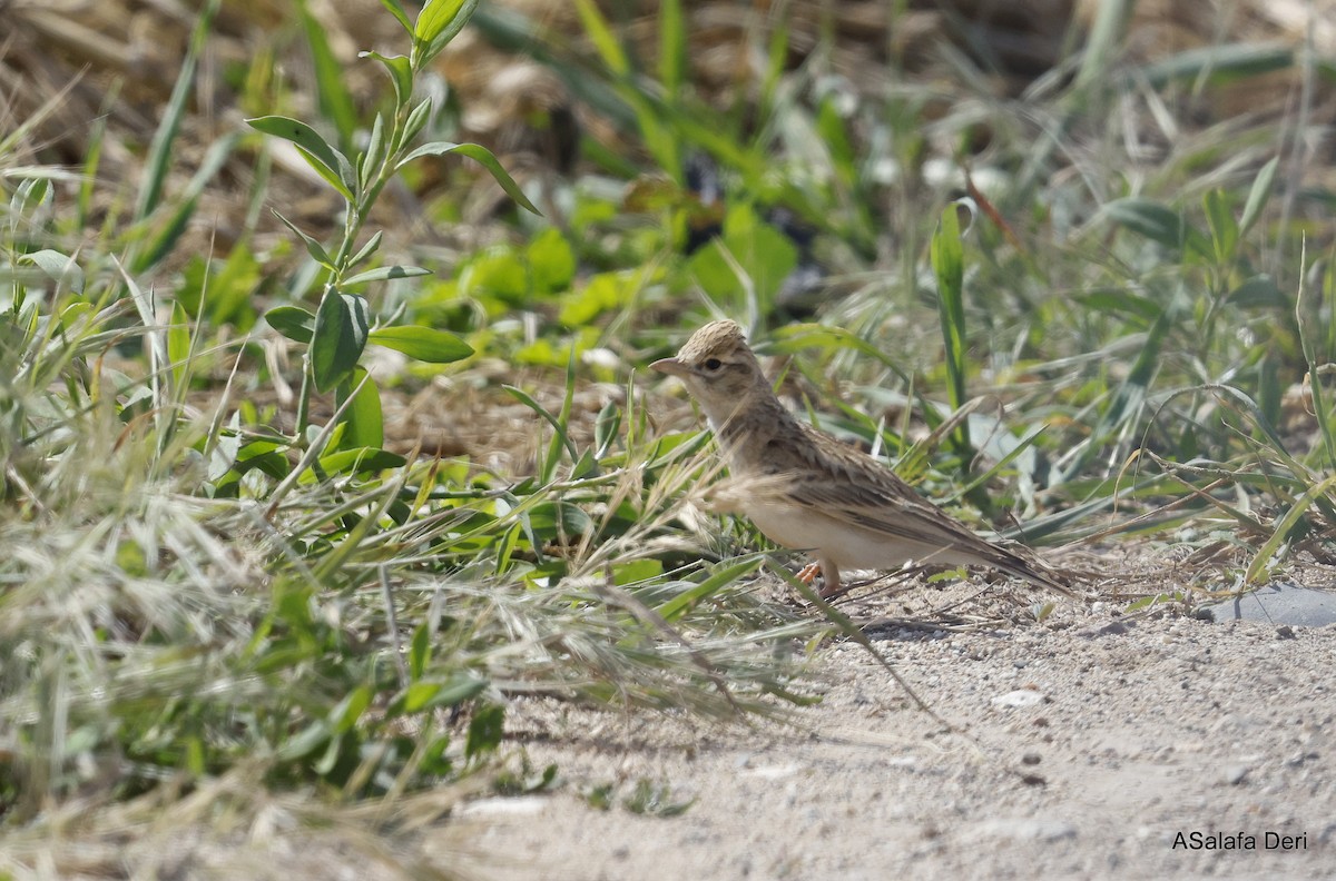 Bozkır Toygarı - ML646745121
