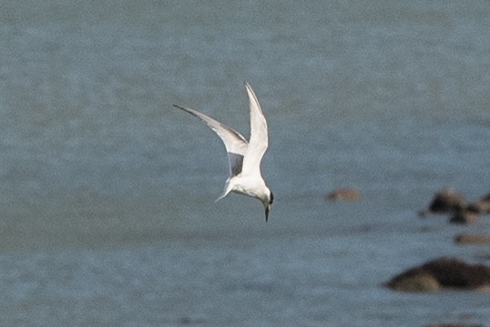 Zwergseeschwalbe - ML646745122