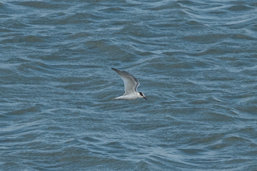 Zwergseeschwalbe - ML646745123