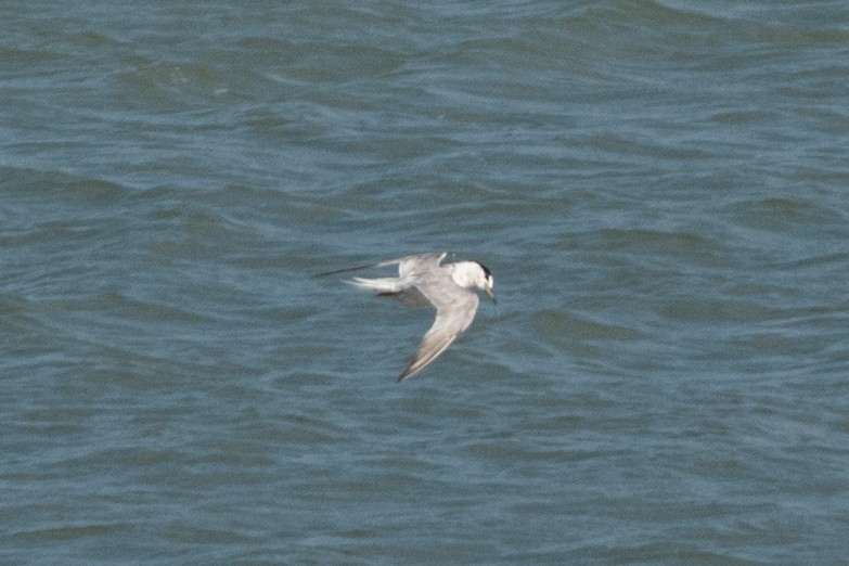 Zwergseeschwalbe - ML646745124