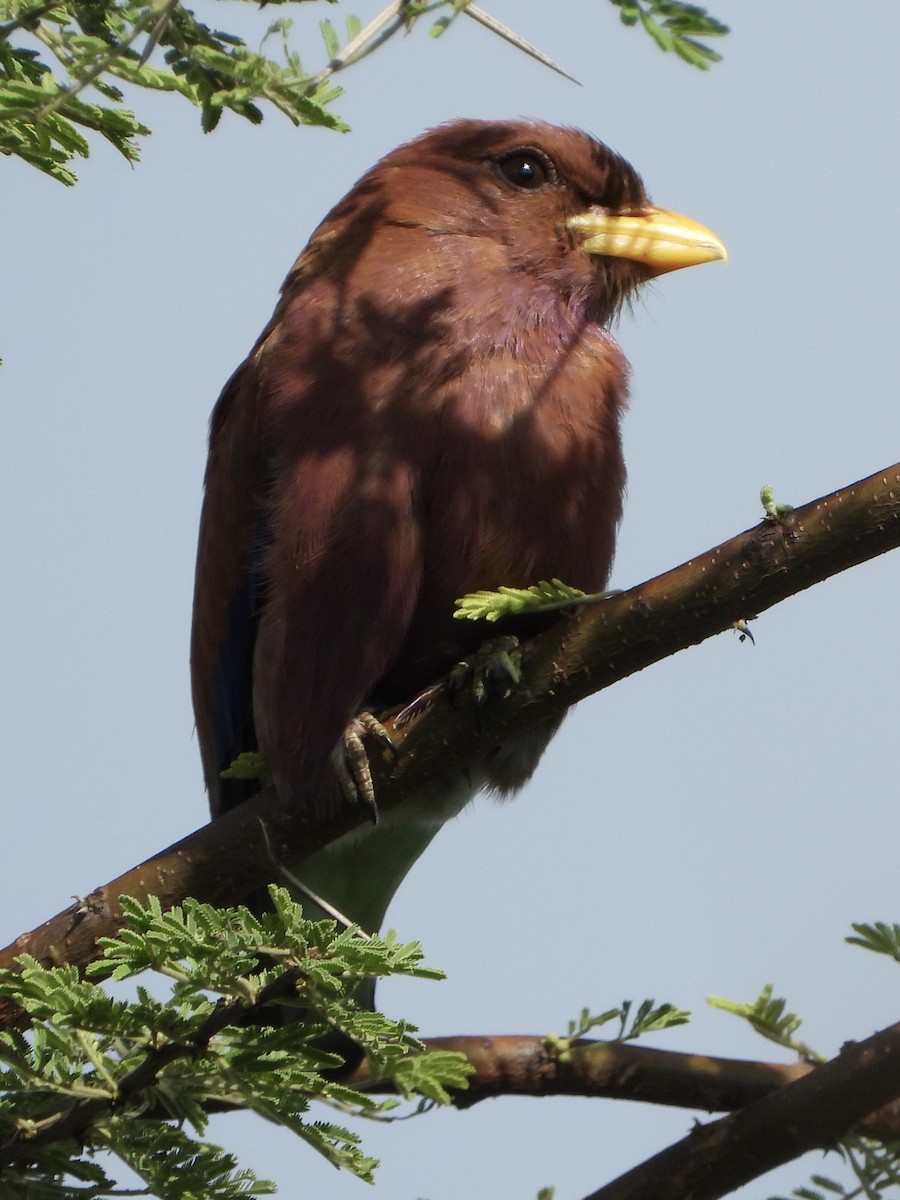 Broad-billed Roller - ML646745125