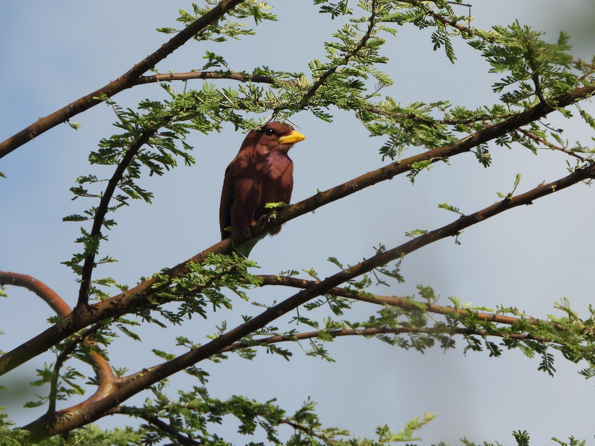 Broad-billed Roller - ML646745126