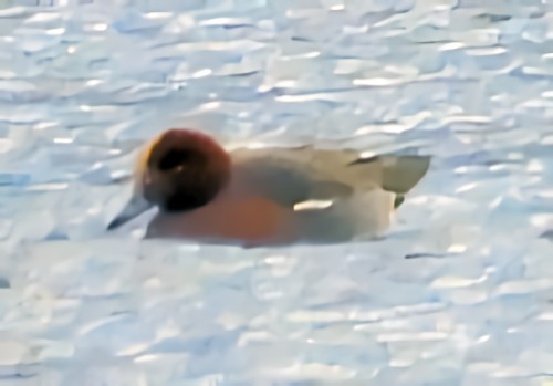 ברווז צהוב-מצח - ML646745127