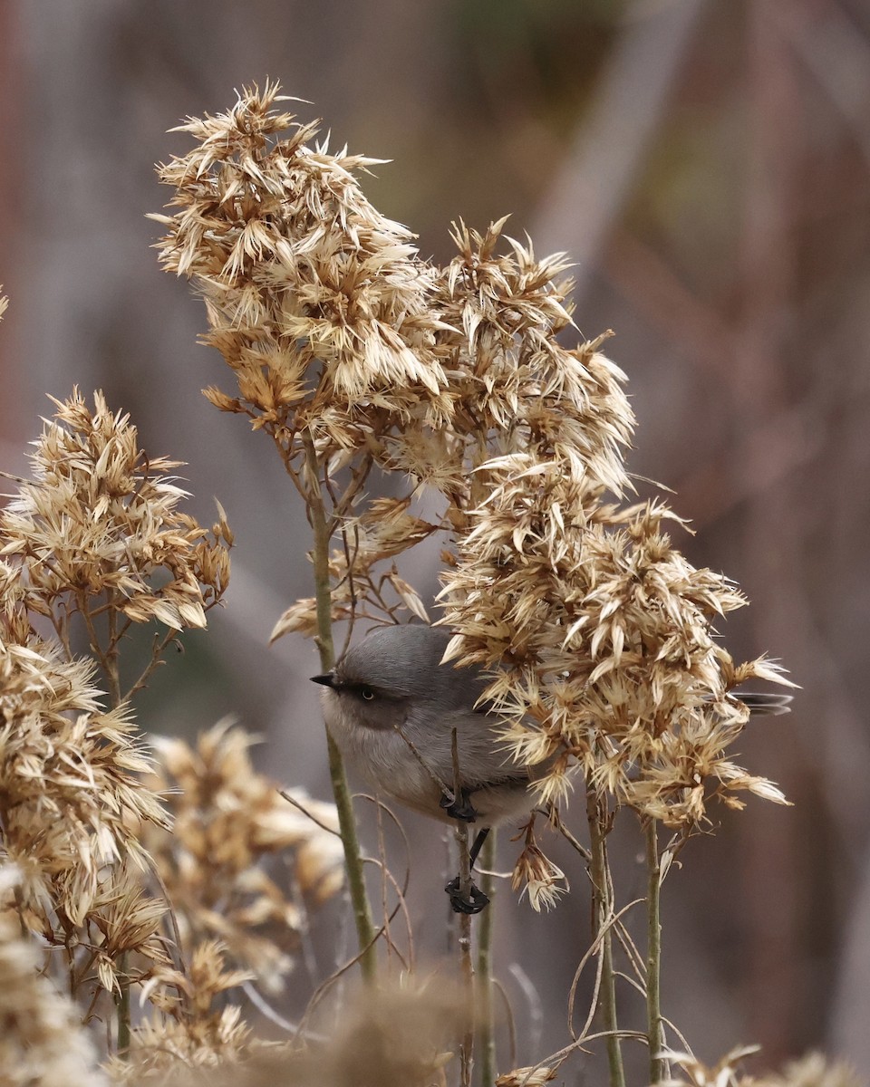 Orite buissonnière - ML646745128