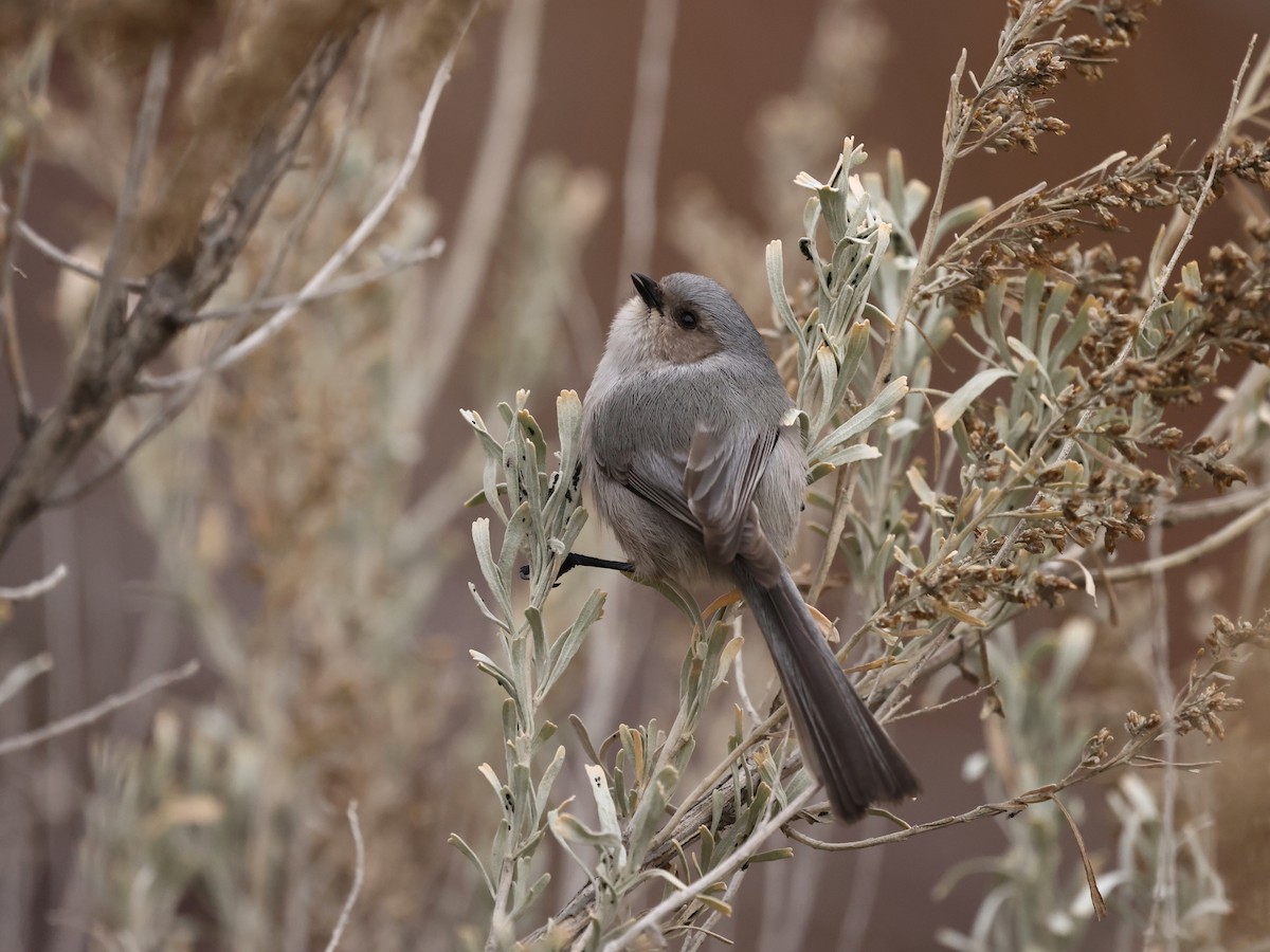 Orite buissonnière - ML646745130