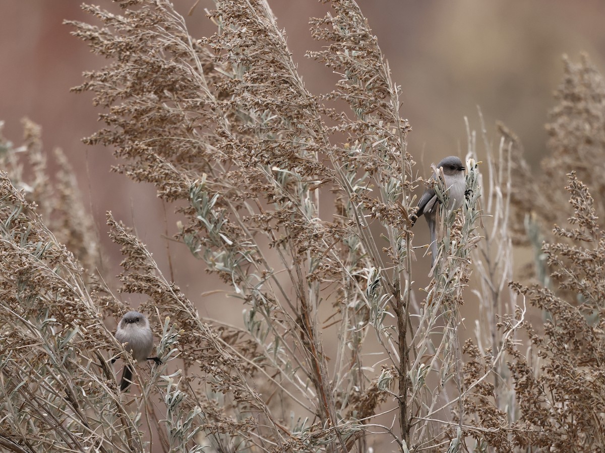 Orite buissonnière - ML646745131