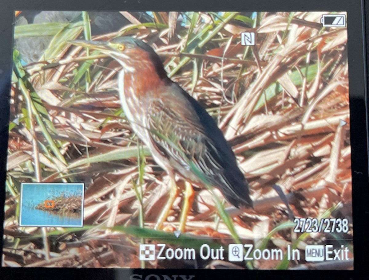 grønnrygghegre - ML646745134