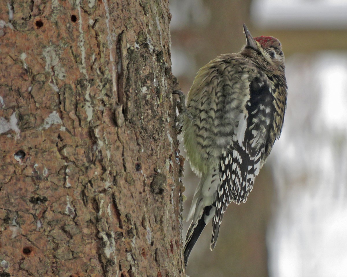 Sarı Karınlı Ağaçkakan - ML646745135
