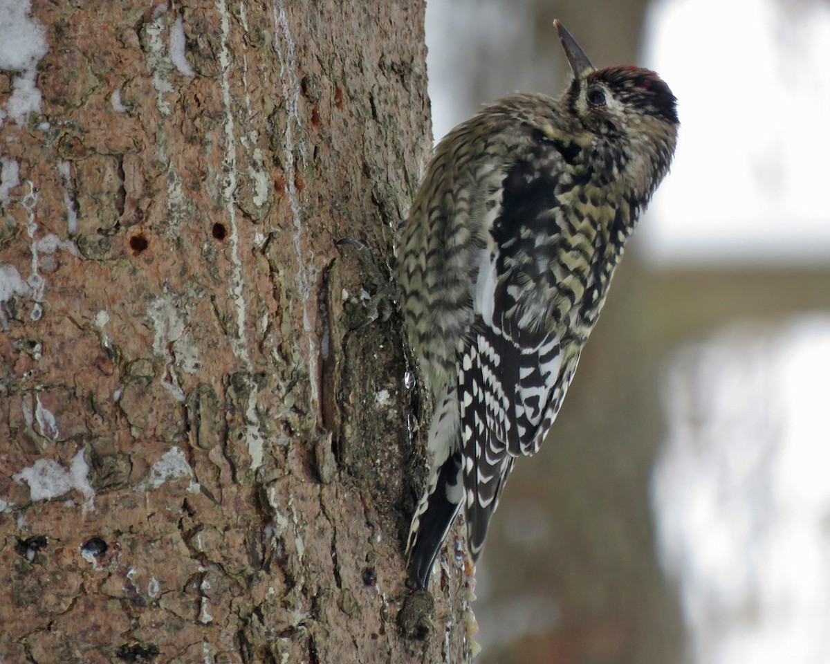 Sarı Karınlı Ağaçkakan - ML646745136